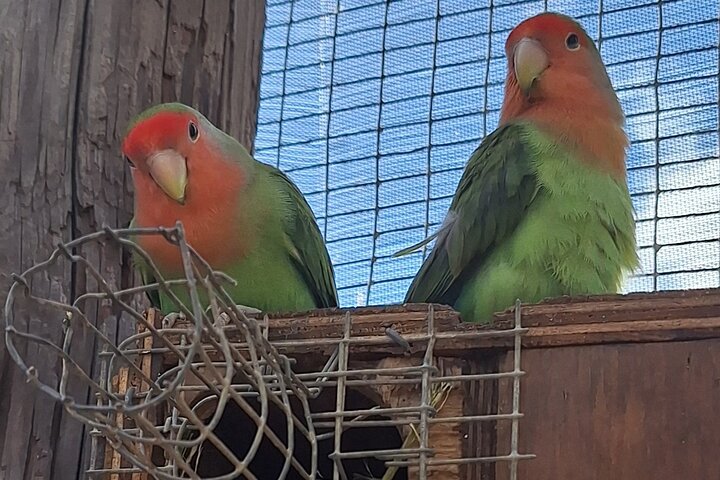 Colorful Species Of Birds