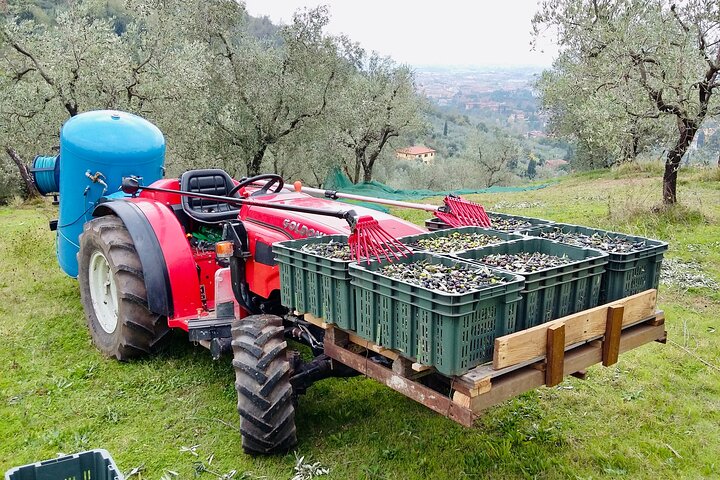 Guided tours of the olive grove with oil tasting.