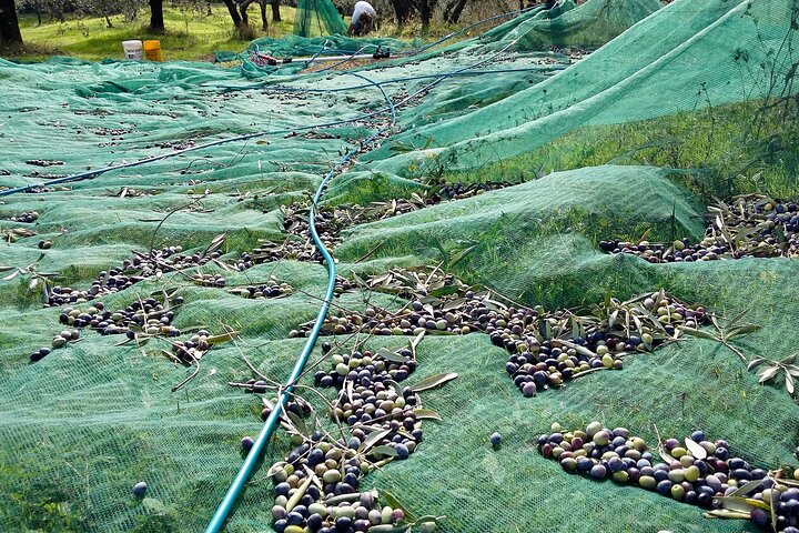 Guided tours of the olive grove with oil tasting.