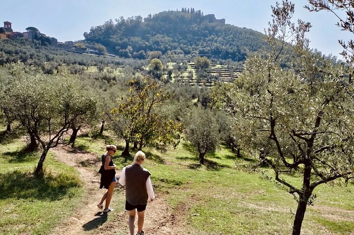 Guided tours of the olive grove with oil tasting.