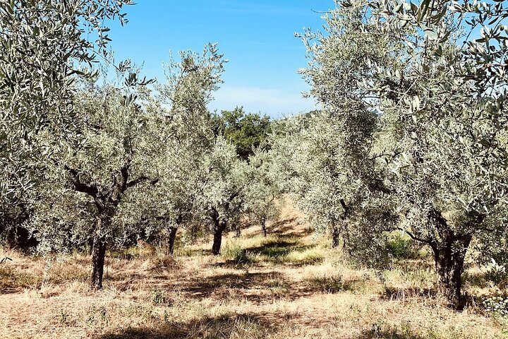 Guided tours of the olive grove with oil tasting.