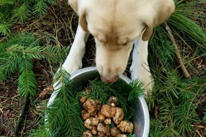 Truffle Forage and Feast
