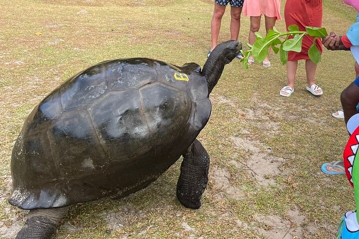 Omnibus service in Seychelles