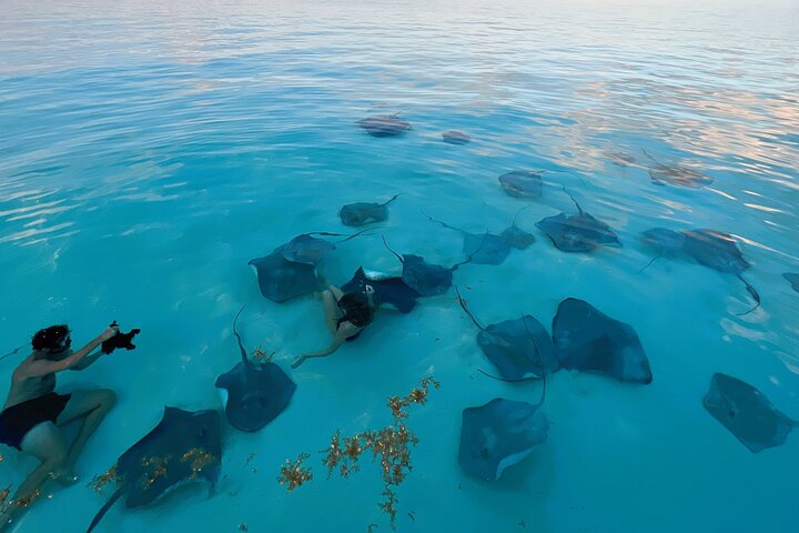 Cayman Private Luxury Charters - Stingray City, Snorkel, & More