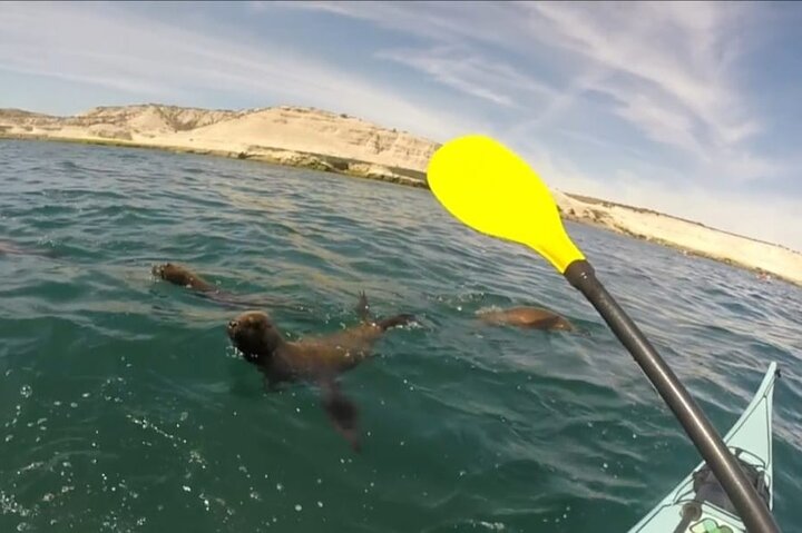 Kayak Paddling Experience with Sea Lions in Puerto Madryn
