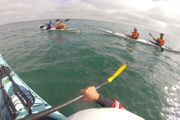 Kayak Paddling Experience with Sea Lions in Puerto Madryn