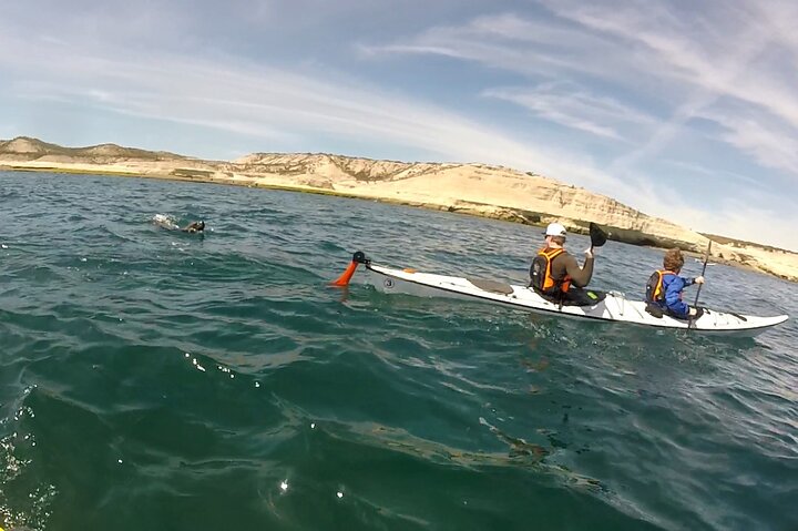 Kayak Paddling Experience with Sea Lions in Puerto Madryn