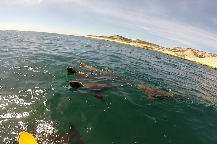 Kayak Paddling Experience with Sea Lions in Puerto Madryn