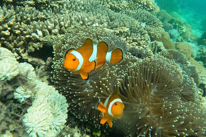 Group Snorkeling Tour Gili Islands Including GoPro Documentation