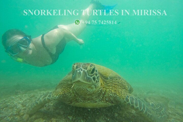 Snorkeling with Turtles in Mirissa