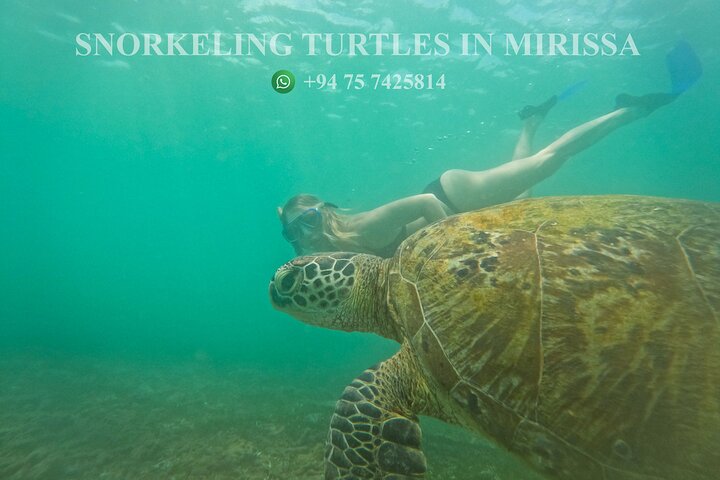 Snorkeling with Turtles in Mirissa
