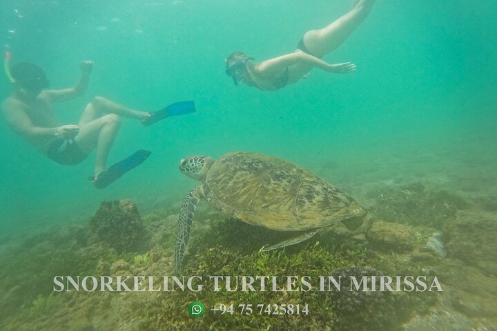 Snorkeling with Turtles in Mirissa