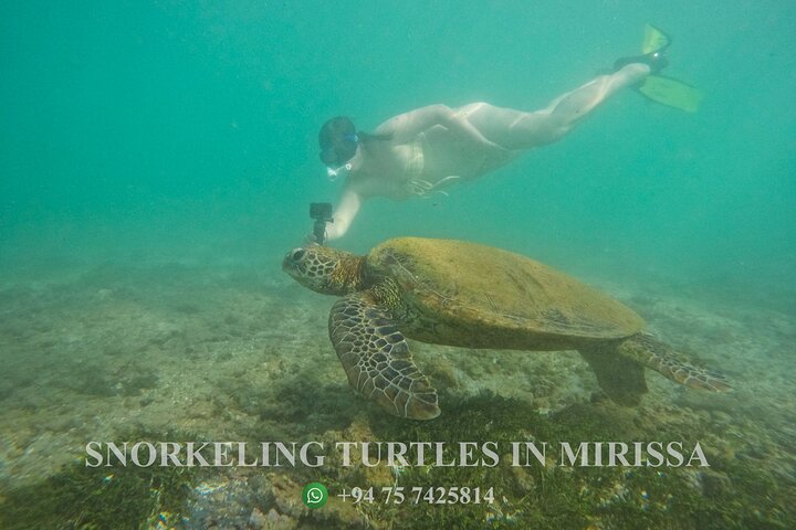 Snorkeling with Turtles in Mirissa