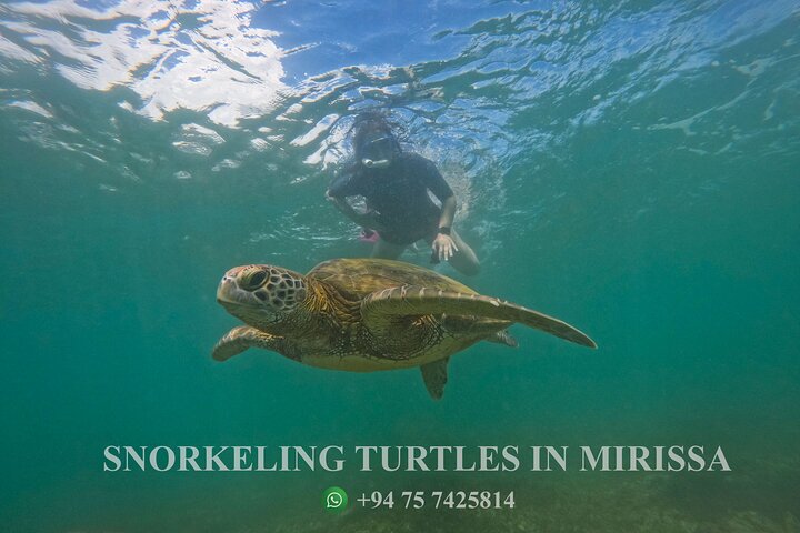 Snorkeling with Turtles in Mirissa