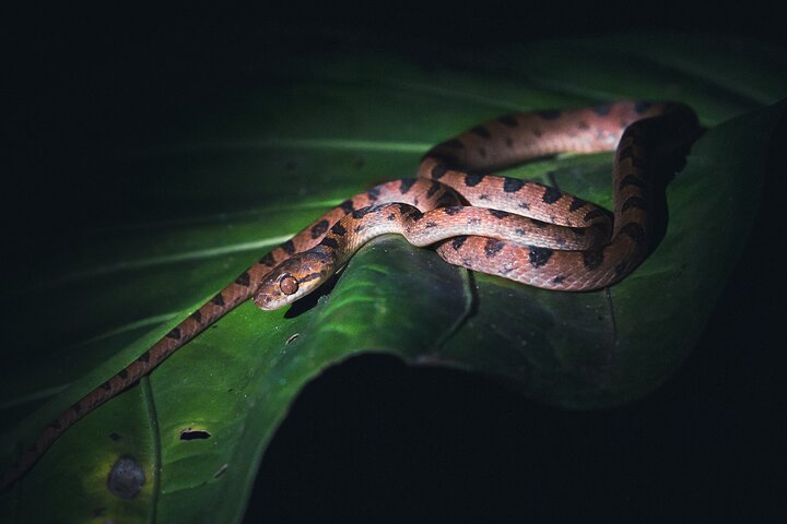 Secret Night Walk in Puerto Jimenez