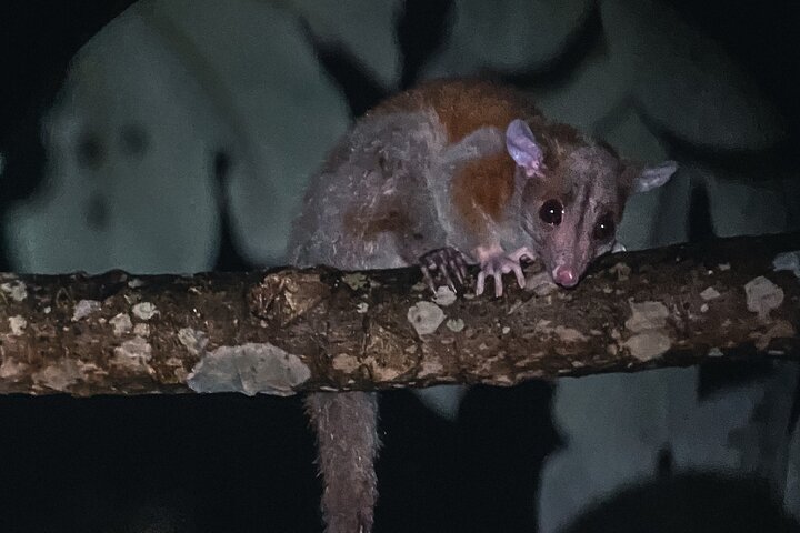 Secret Night Walk in Puerto Jimenez