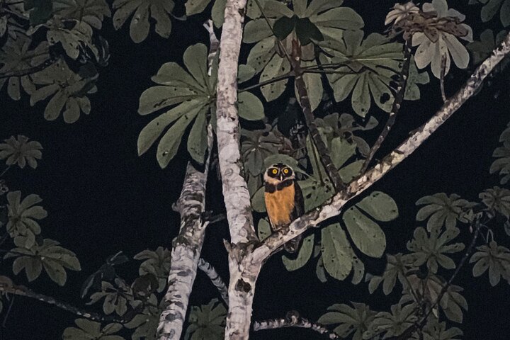 Secret Night Walk in Puerto Jimenez