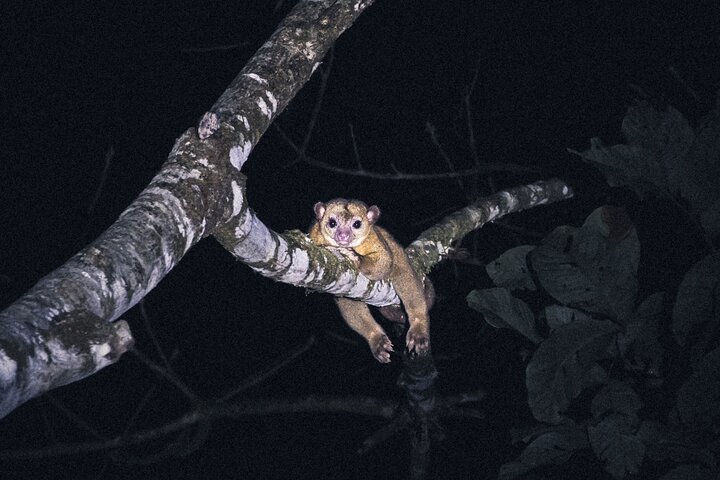Secret Night Walk in Puerto Jimenez