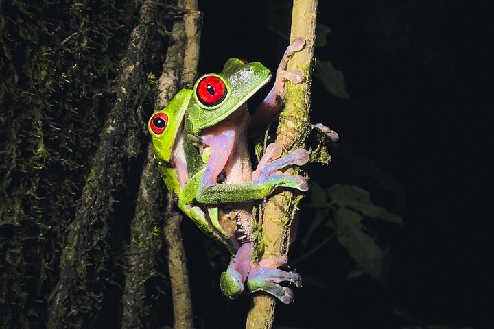 Secret Night Walk in Puerto Jimenez