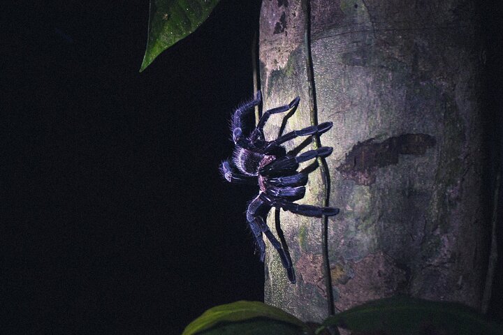 Secret Night Walk in Puerto Jimenez