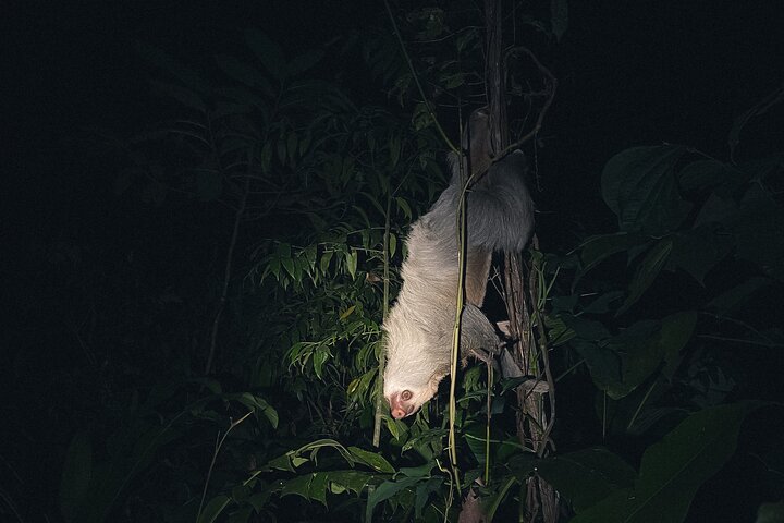 Secret Night Walk in Puerto Jimenez