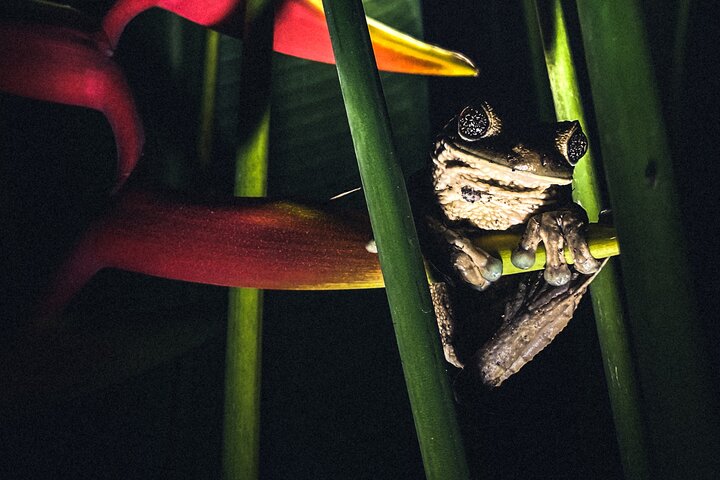 Secret Night Walk in Puerto Jimenez