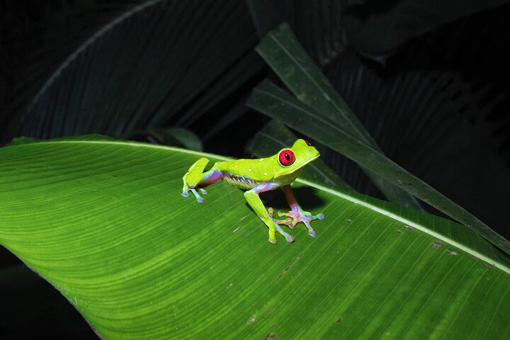 Secret Night Walk in Puerto Jimenez