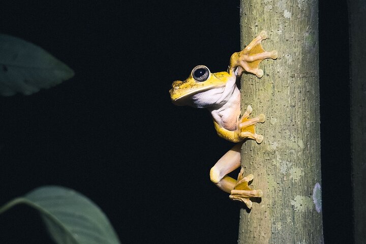 Secret Night Walk in Puerto Jimenez