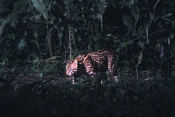 Secret Night Walk in Puerto Jimenez