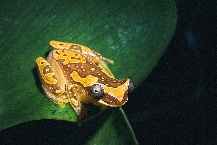 Secret Night Walk in Puerto Jimenez
