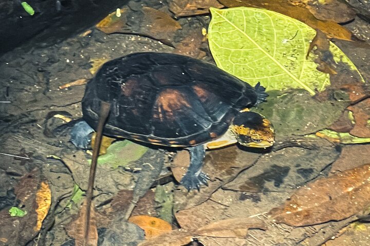 Secret Night Walk in Puerto Jimenez