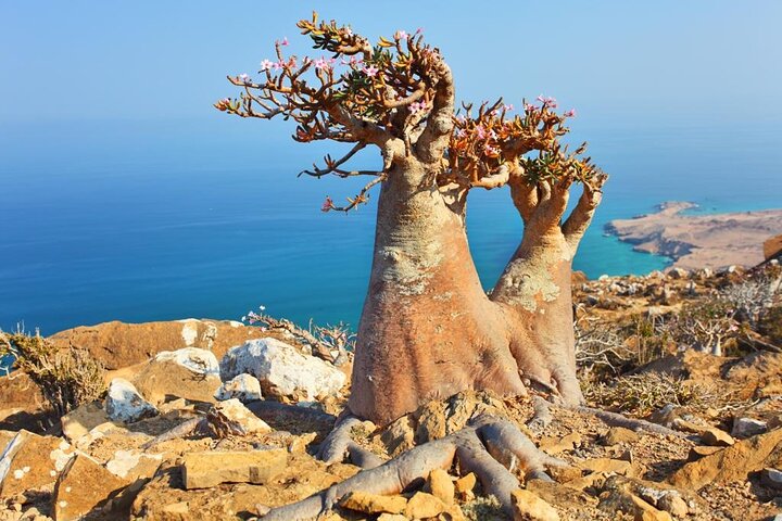 7 Day Private Tour of Socotra Island - Adventure of a Lifetime