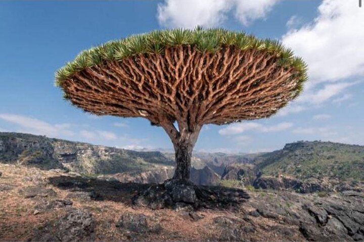 7 Day Private Tour of Socotra Island - Adventure of a Lifetime