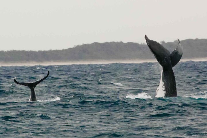 A UNIQUE Whalesongsnoosa Whale watching experience in noosa qld