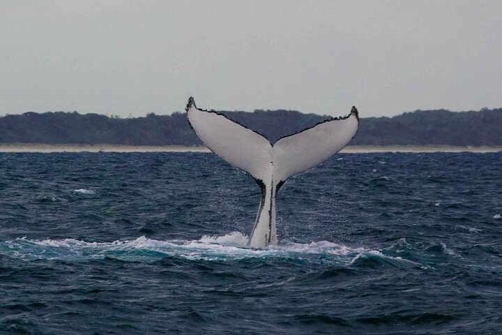 A UNIQUE Whalesongsnoosa Whale watching experience in noosa qld