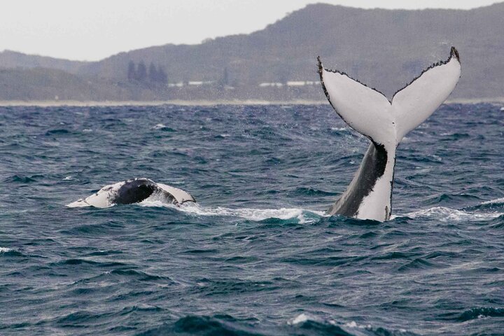 A UNIQUE Whalesongsnoosa Whale watching experience in noosa qld