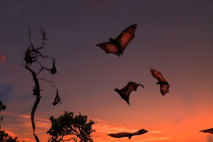 Flying Fox Island Sunset Cruise Private Boat Charter Labuan Bajo