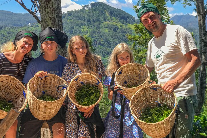 Halpewatte Tea Plantation Tour in Ella, Sri Lanka