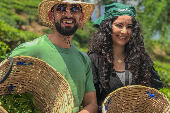 Halpewatte Tea Plantation Tour in Ella, Sri Lanka