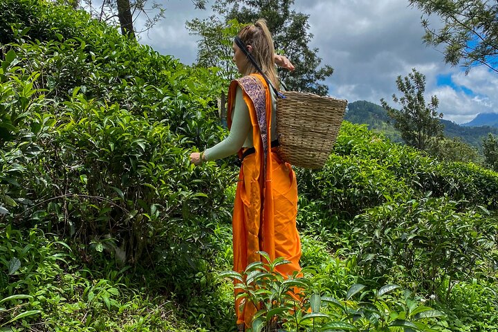 Halpewatte Tea Plantation Tour in Ella, Sri Lanka