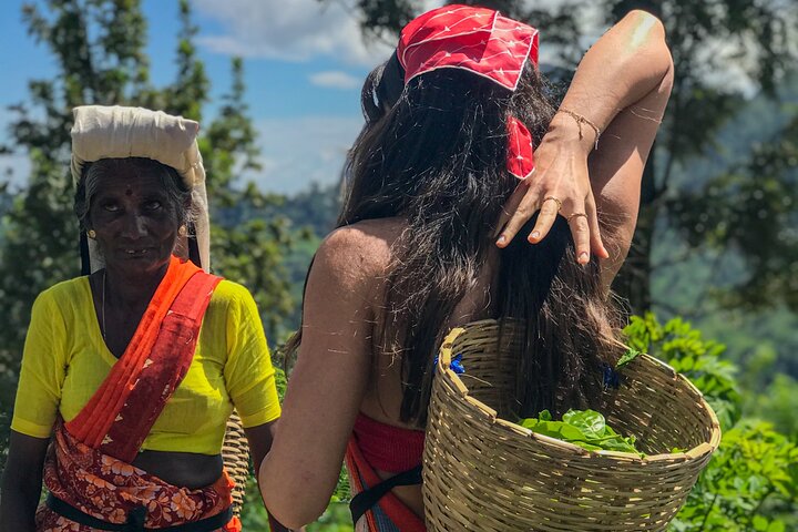 Halpewatte Tea Plantation Tour in Ella, Sri Lanka