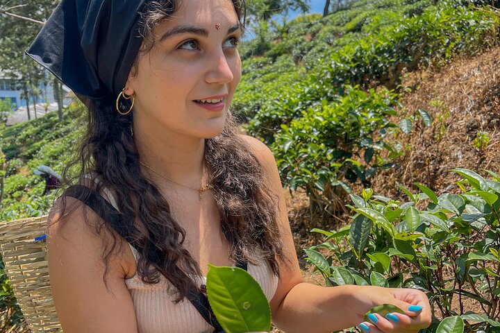 Halpewatte Tea Plantation Tour in Ella, Sri Lanka