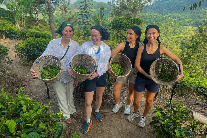 Halpewatte Tea Plantation Tour in Ella, Sri Lanka