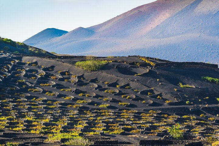 Timanfaya, Golfo, La Geria & Camel Ride (opt) - South Lanzarote