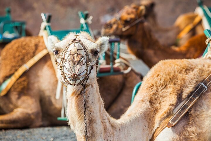 Timanfaya Park & Camel Ride (extra cost) - Short South Tour