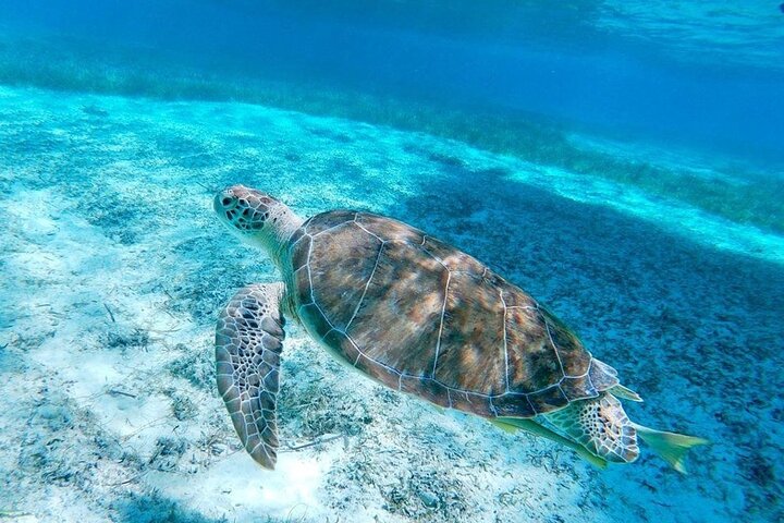 Rose Island Swimming Pigs & Beach Snorkeling Experience Nassau.