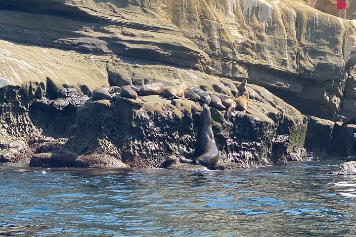La Jolla Sea Caves Kayak Tour (Single Kayak)