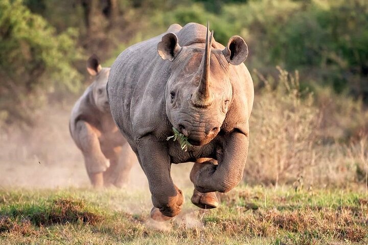 Rhino and Lion Park Safari Tour