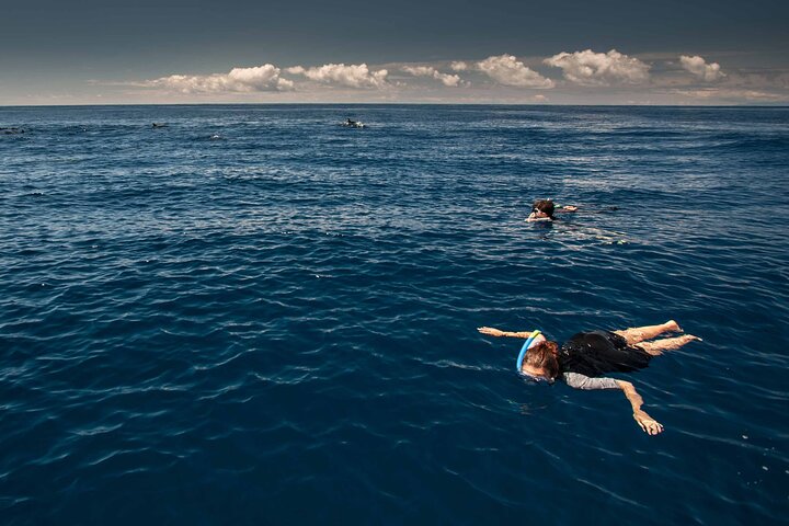 Terceira Island: Snorkeling Wildlife | Protected Areas