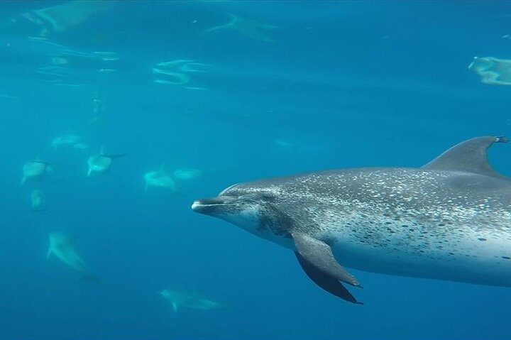 Terceira Island: Swimming with Wild Dolphins | Natural Habitat